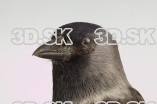 Jackdaw - Corvus monedula 0048